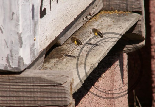 abejas piquera