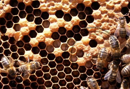 cria abejas