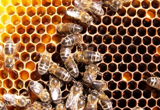 polen miel