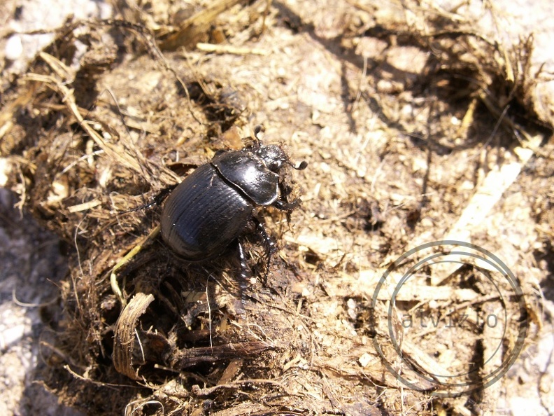 escarabajo.jpg