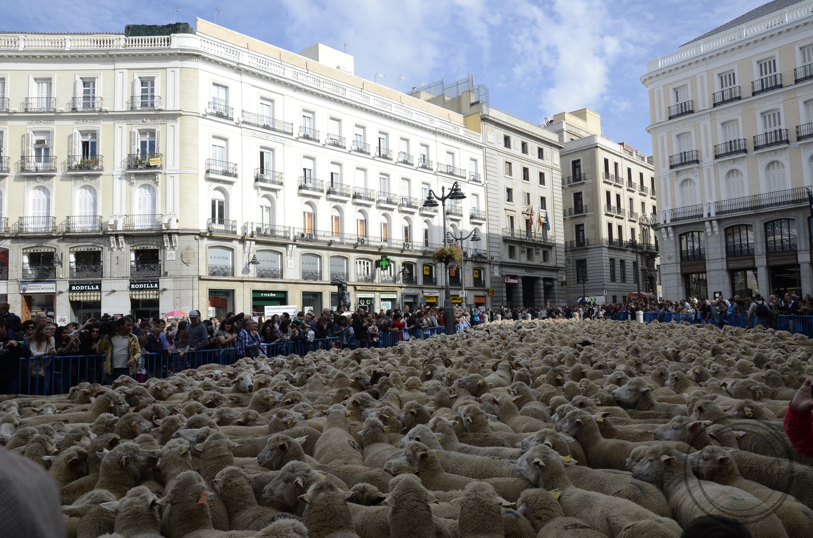 Ovejas merinas en la madrileña plaza de la Puerta del Sol