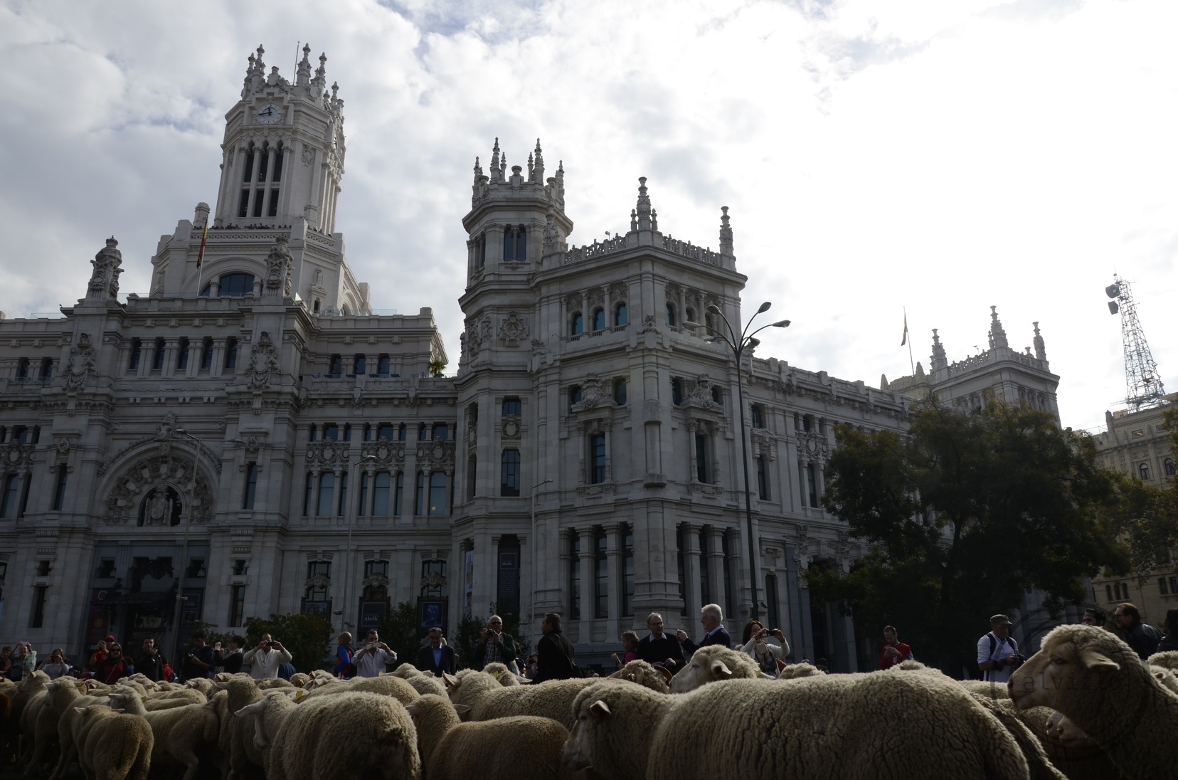 Ovejas pasando por delante del edificio de correos sede del Ayuntamiento de Madrid